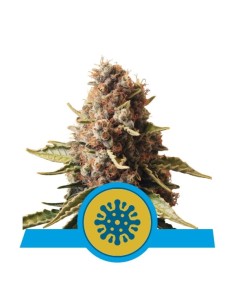 ROYAL QUEEN SEEDS - Euphoria CBD - 1