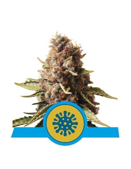 ROYAL QUEEN SEEDS - Euphoria CBD - 1