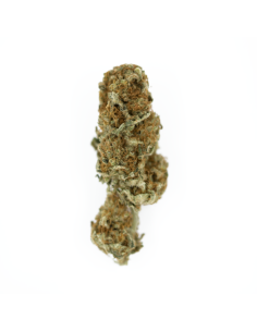 ROYAL QUEEN SEEDS - Euphoria CBD - 1 2
