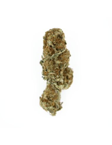 ROYAL QUEEN SEEDS - Euphoria CBD - 2