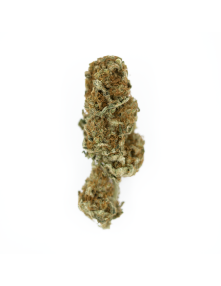 ROYAL QUEEN SEEDS - Euphoria CBD - 2