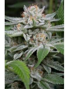 DINAFEM - Gorilla - 1