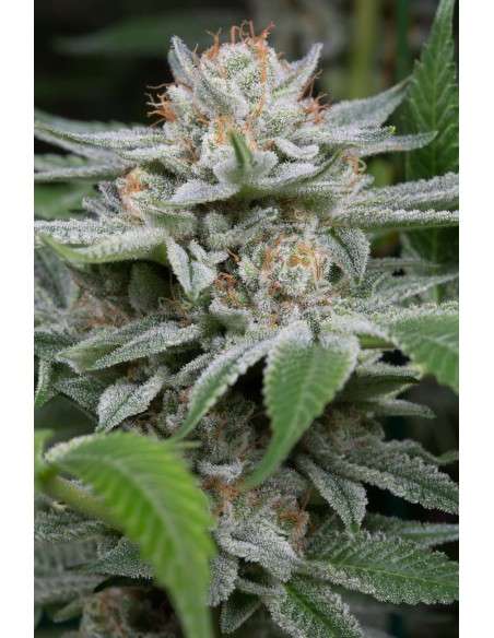 DINAFEM - Gorilla - 1
