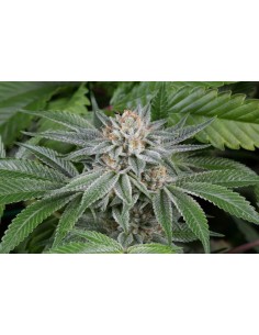 DINAFEM - Gorilla - 1 2