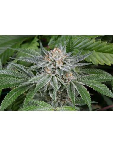 DINAFEM - Gorilla - 2