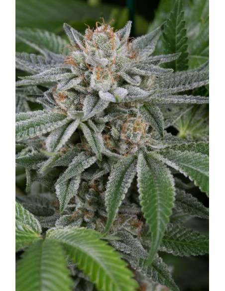 DINAFEM - Gorilla - 3