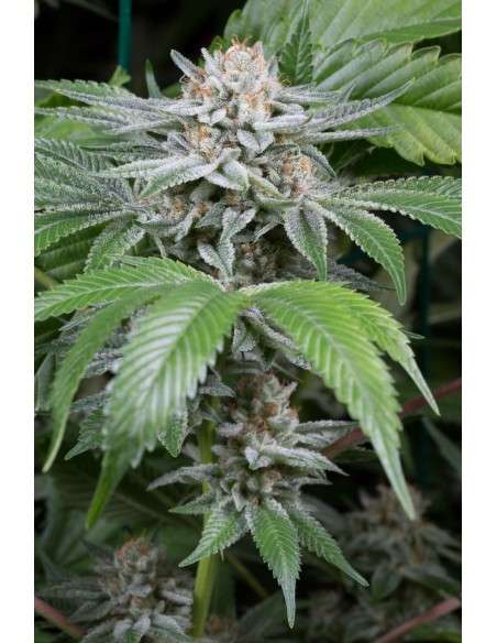 DINAFEM - Gorilla - 4