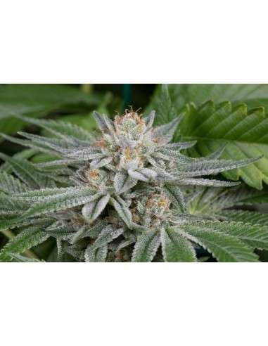 DINAFEM - Gorilla - 5