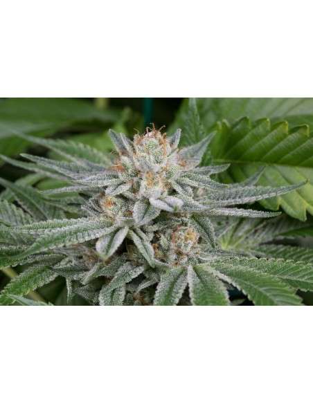 DINAFEM - Gorilla - 5