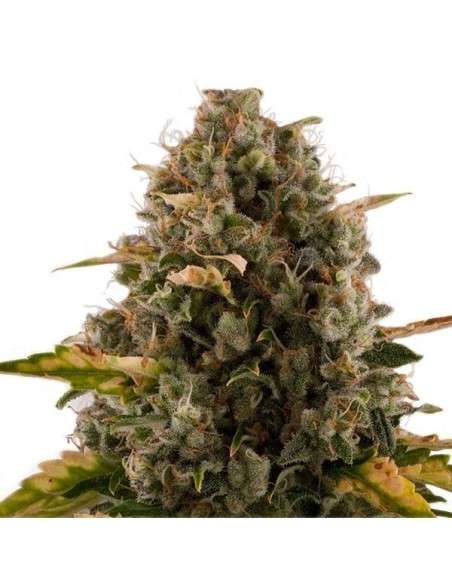 ROYAL QUEEN SEEDS - Royal Moby - 3