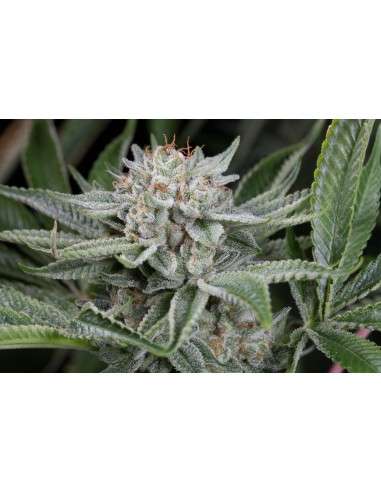DINAFEM - Gorilla - 6
