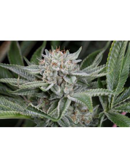 DINAFEM - Gorilla - 6