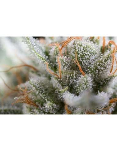 DINAFEM - Gorilla - 7