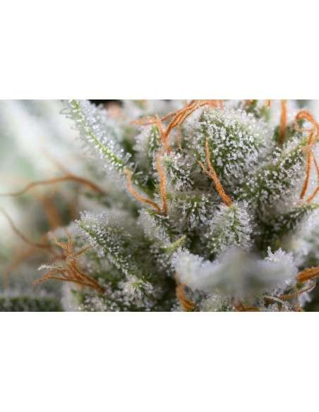 DINAFEM - Gorilla - 7