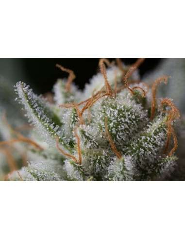 DINAFEM - Gorilla - 8