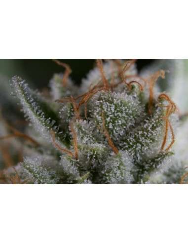 DINAFEM - Gorilla - 9