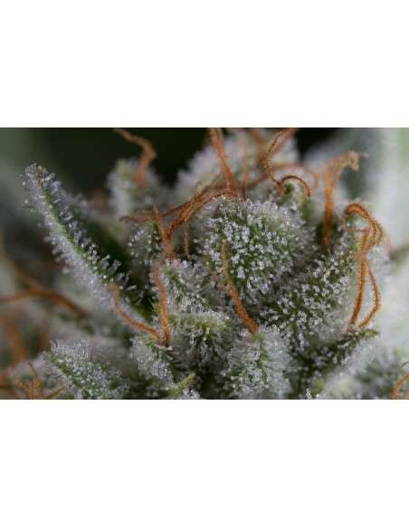 DINAFEM - Gorilla - 9