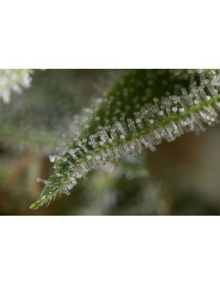 DINAFEM - Gorilla - 10
