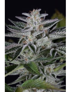 DINAFEM - Ocean Grown Cookies - 1