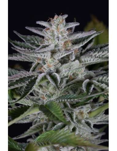 DINAFEM - Ocean Grown Cookies - 1