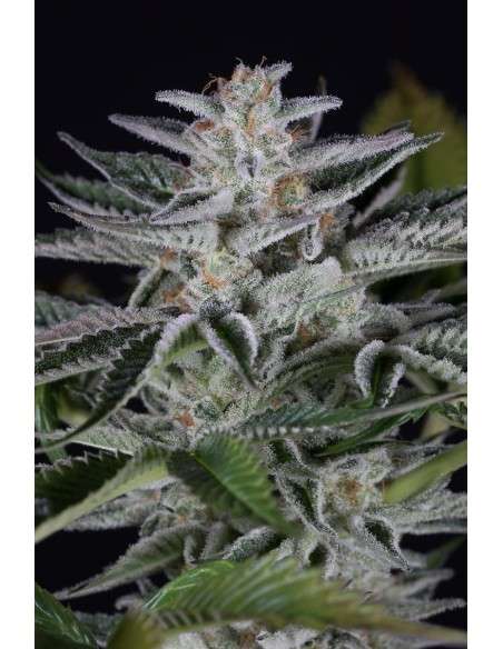 DINAFEM - Ocean Grown Cookies - 1