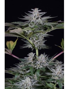 DINAFEM - Ocean Grown Cookies - 1 2