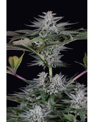 DINAFEM - Ocean Grown Cookies - 2