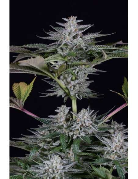 DINAFEM - Ocean Grown Cookies - 2