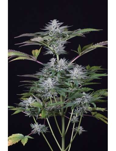 DINAFEM - Ocean Grown Cookies - 3