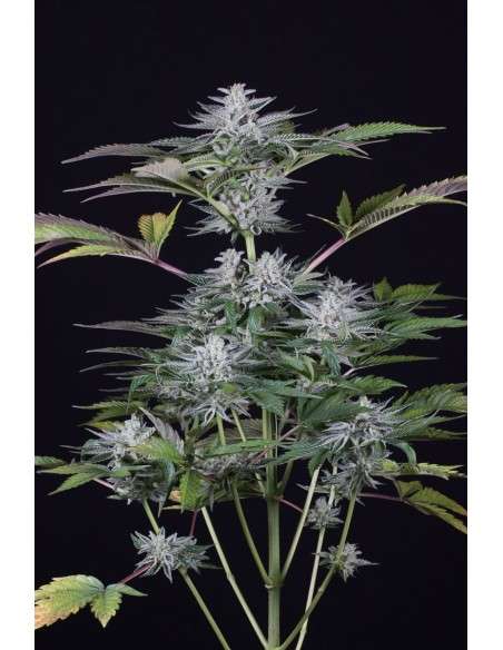 DINAFEM - Ocean Grown Cookies - 3