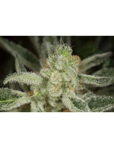 DINAFEM - Ocean Grown Cookies - 4