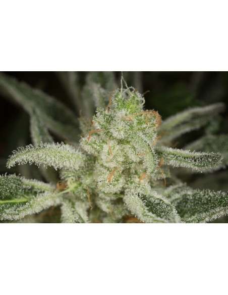 DINAFEM - Ocean Grown Cookies - 4