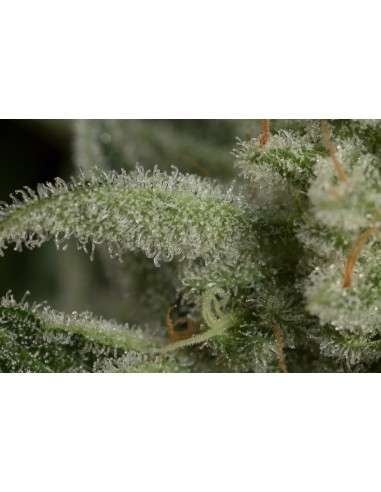 DINAFEM - Ocean Grown Cookies - 5