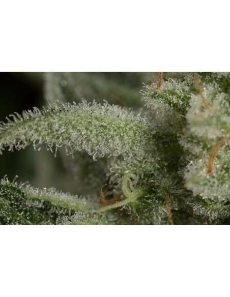 DINAFEM - Ocean Grown Cookies - 5
