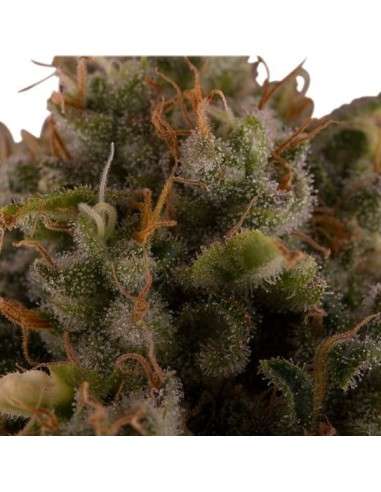 ROYAL QUEEN SEEDS - Royal Moby - 4