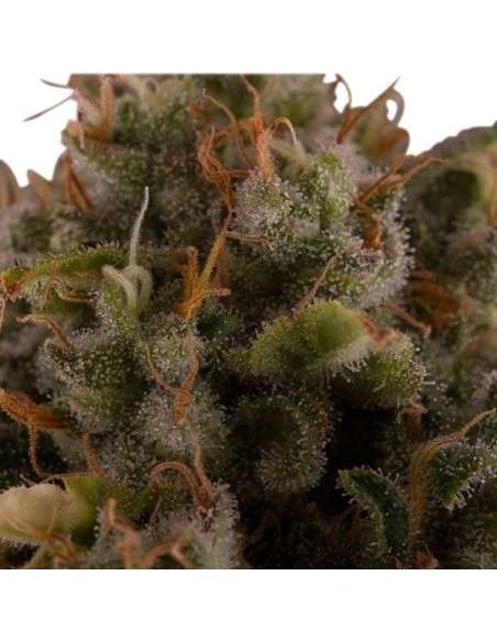ROYAL QUEEN SEEDS - Royal Moby - 4