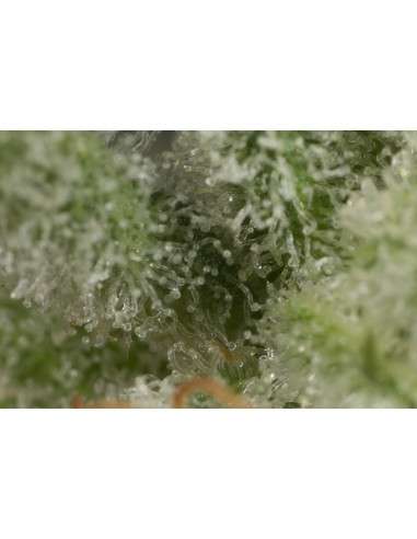 DINAFEM - Ocean Grown Cookies - 6