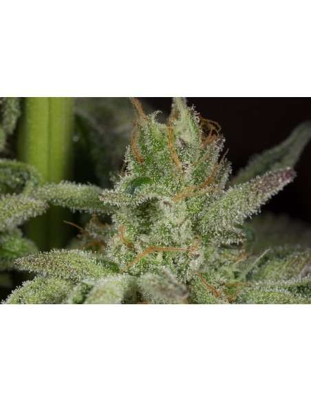 DINAFEM - Ocean Grown Cookies - 7