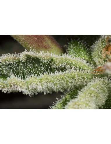 DINAFEM - Ocean Grown Cookies - 8