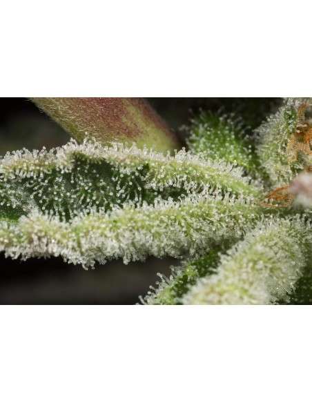 DINAFEM - Ocean Grown Cookies - 8