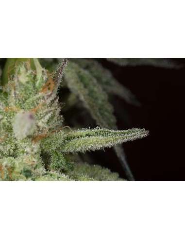 DINAFEM - Ocean Grown Cookies - 9