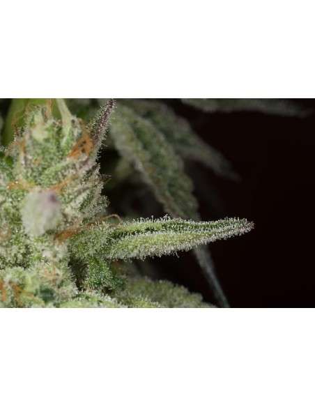 DINAFEM - Ocean Grown Cookies - 9