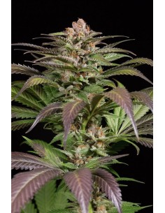 DINAFEM - Purps 1 - 1