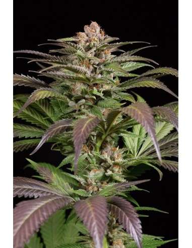 DINAFEM - Purps 1 - 1