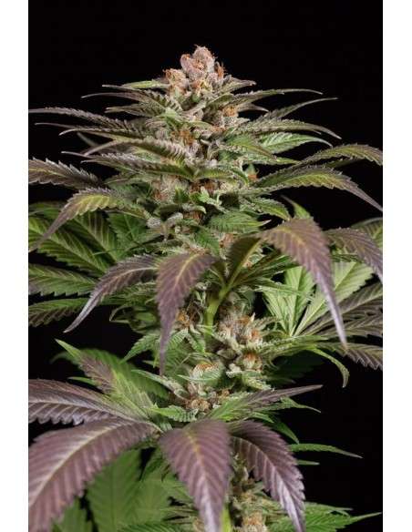 DINAFEM - Purps 1 - 1