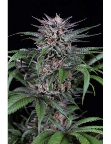 DINAFEM - Quick Kush - 1
