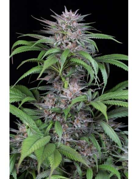 DINAFEM - Quick Kush - 2