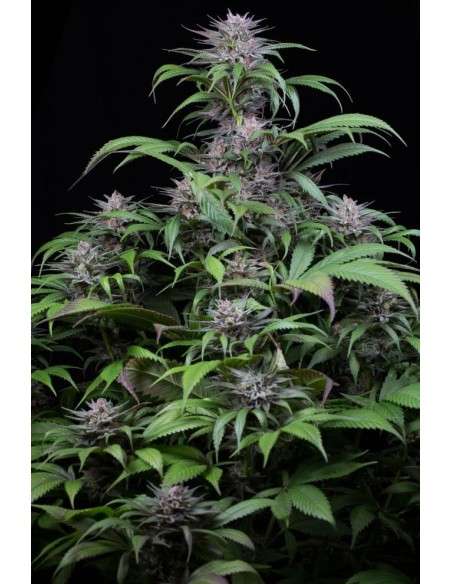 DINAFEM - Quick Kush - 3