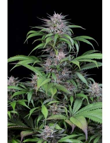 DINAFEM - Quick Kush - 4