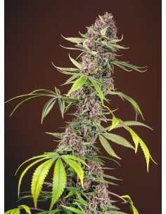 SWEET SEEDS - Red Mandarine F1 Fast Version - 1